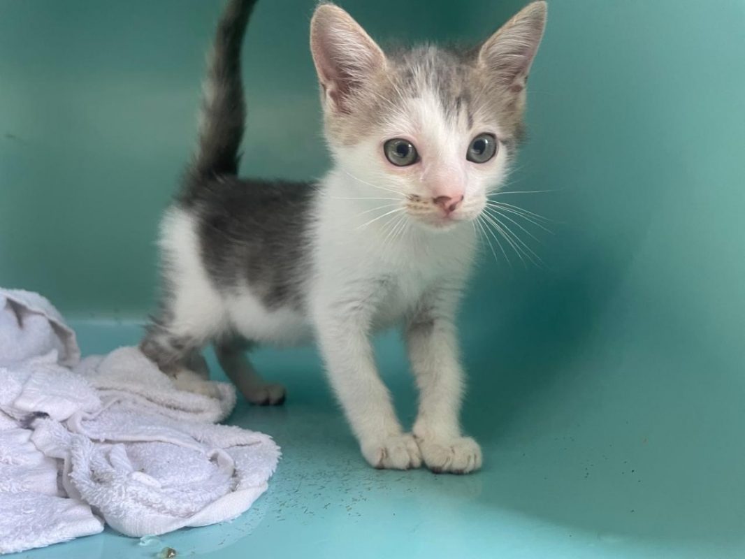 Iro - Chat Européen à adopter