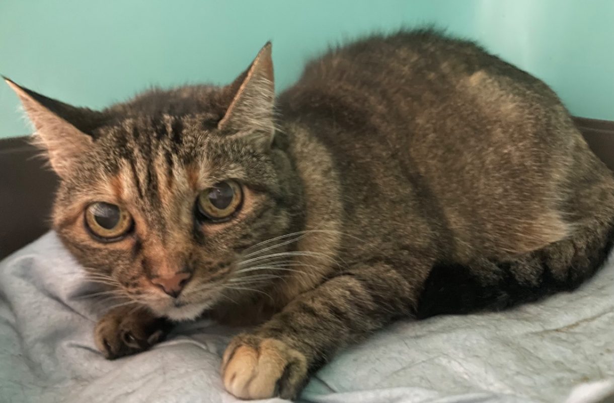 Pirouette - Chat Européen à adopter