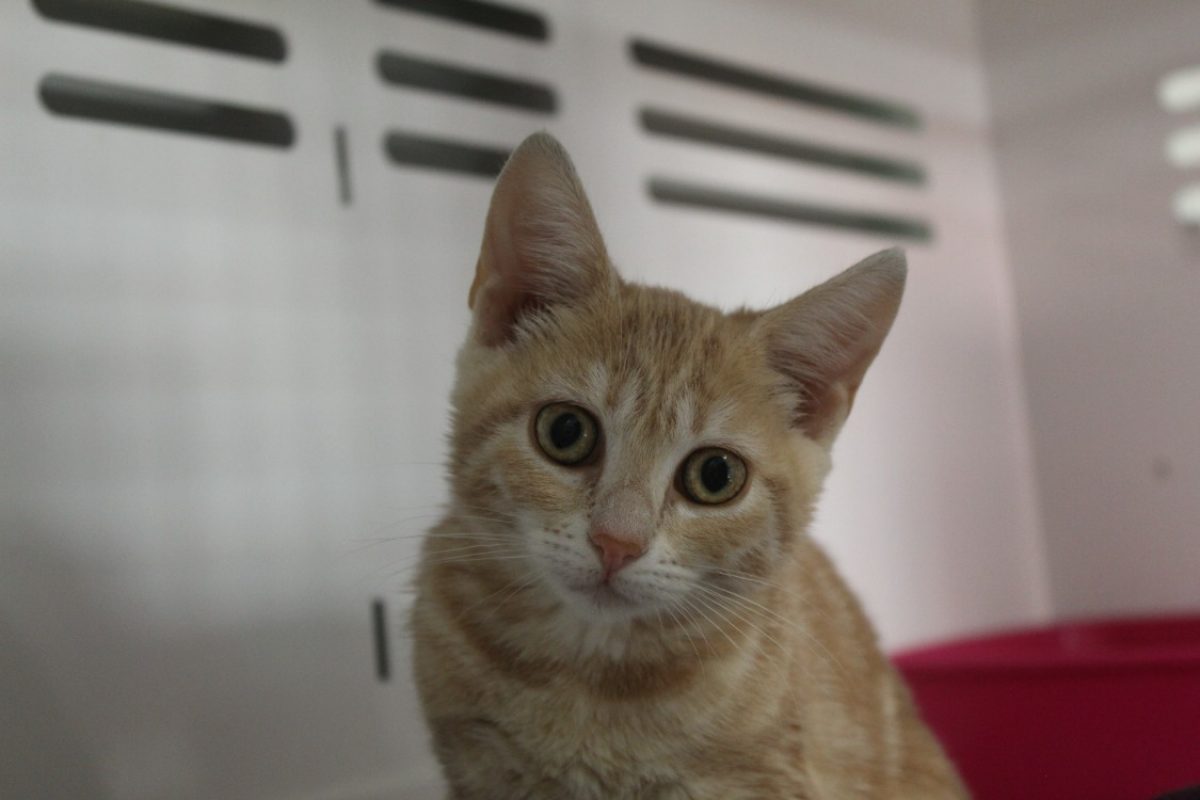 Belinda - Chat Européen à adopter