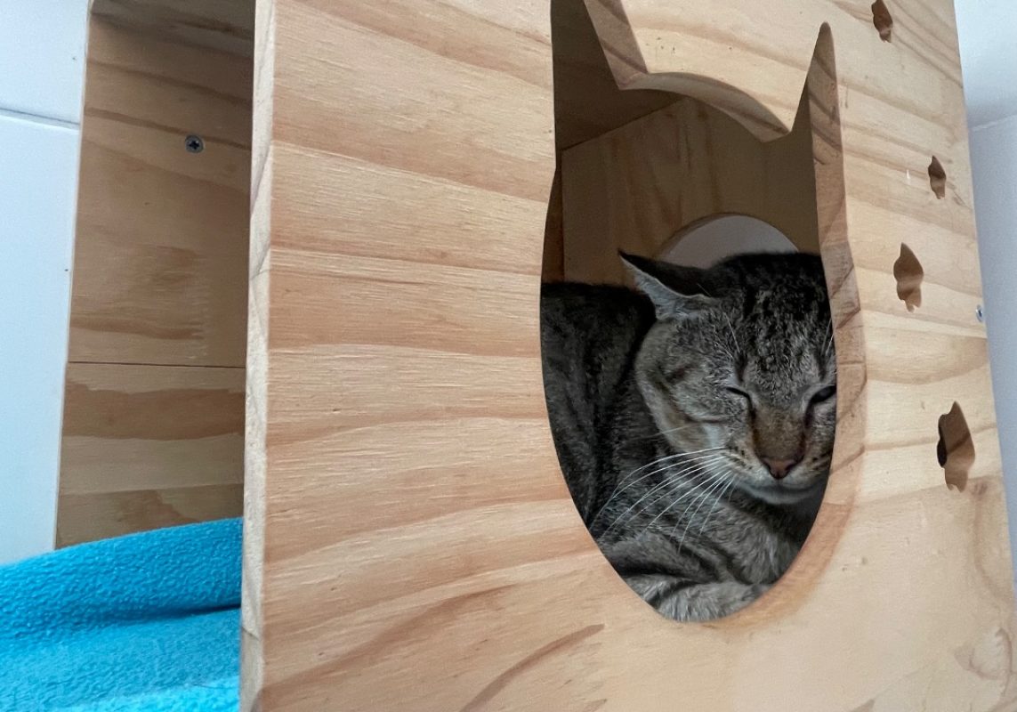 Poeme - Chat Européen à adopter