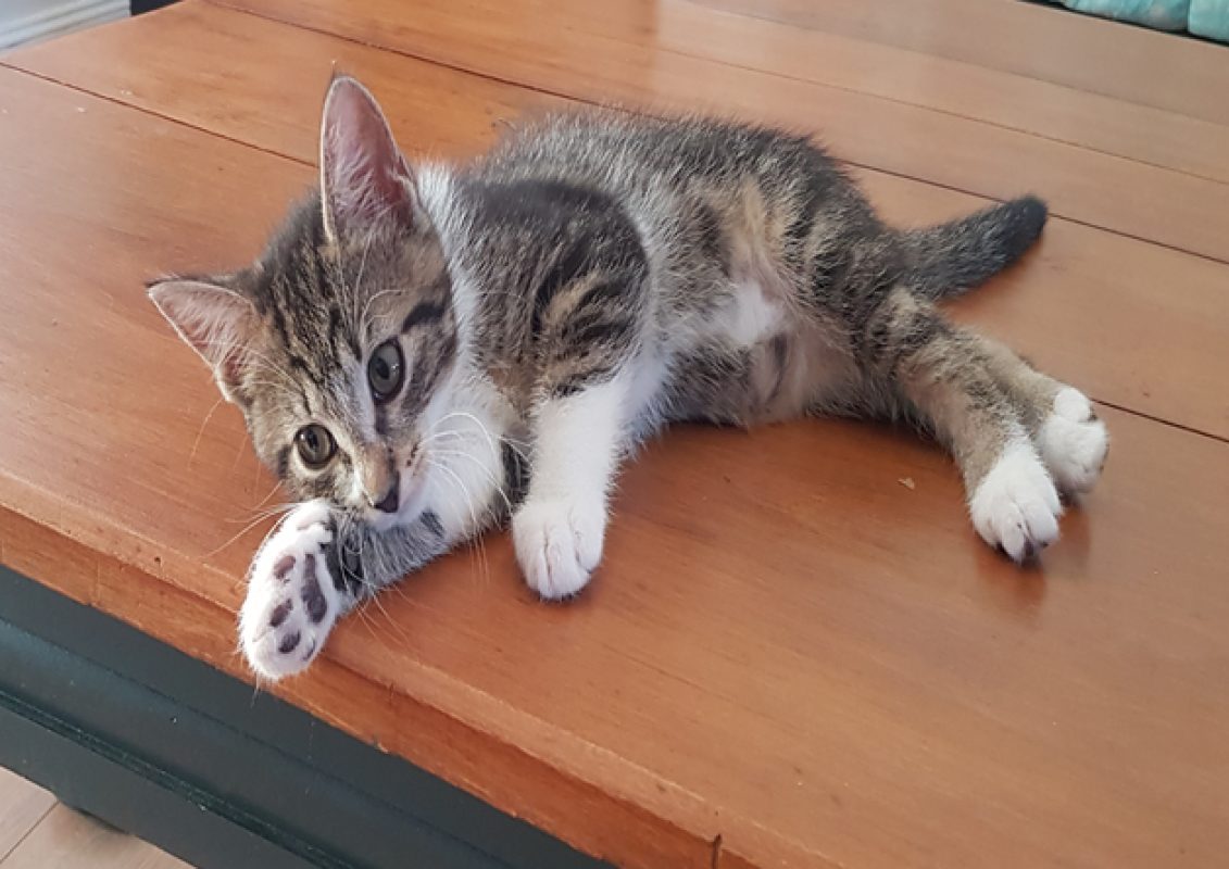 Linette - Chat Européen à adopter