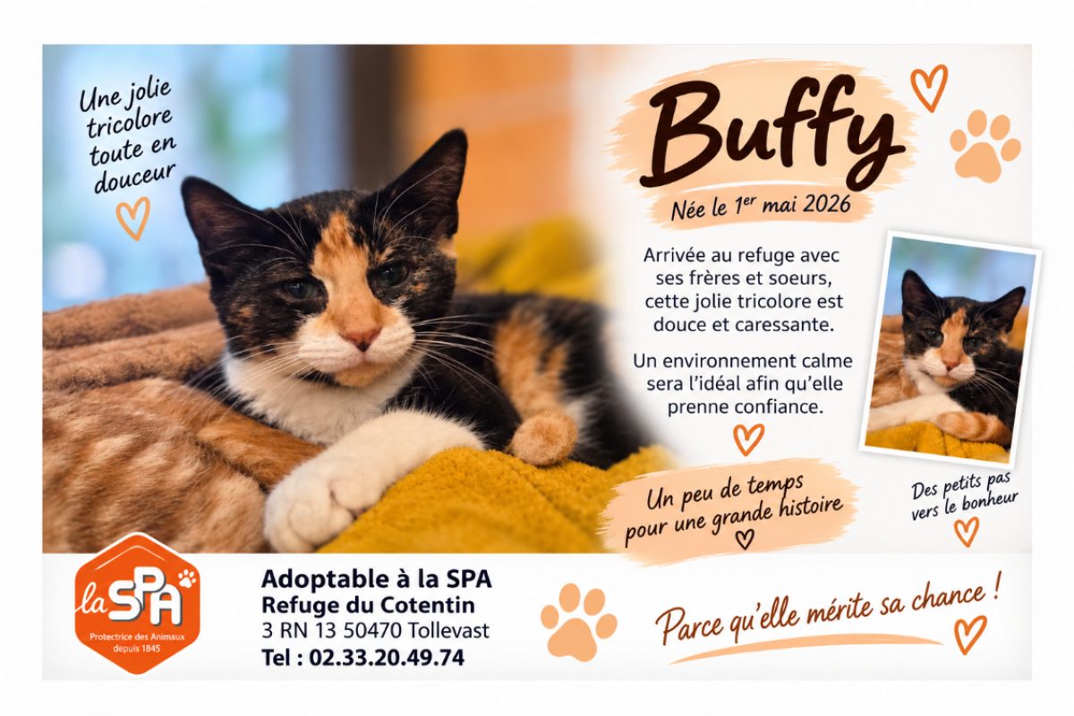 Buffy - Chat Européen à adopter