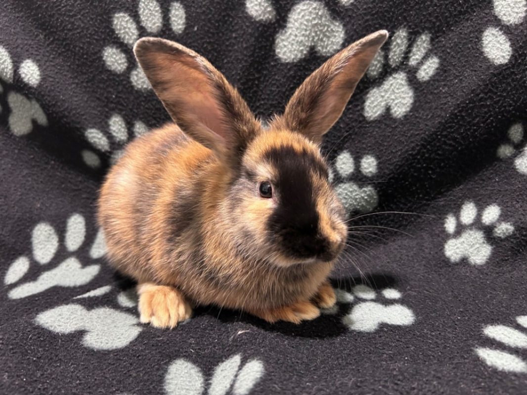 Noam et luna - Rongeur Lapin à adopter