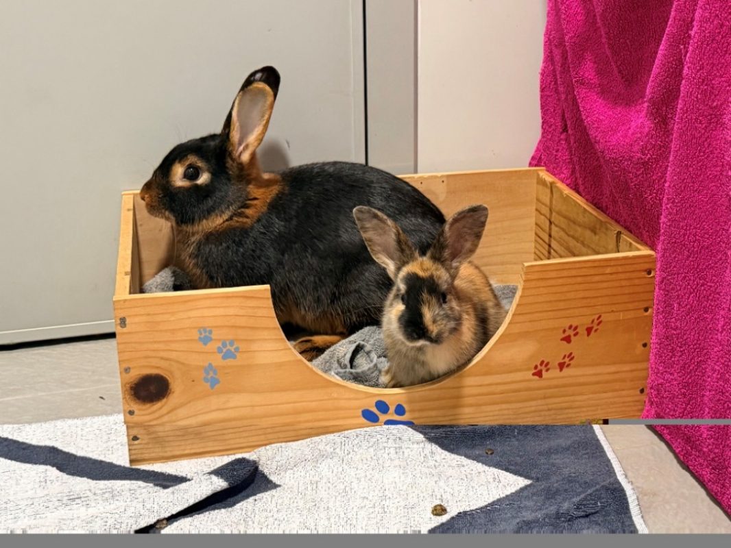 Luna - Rongeur Lapin à adopter