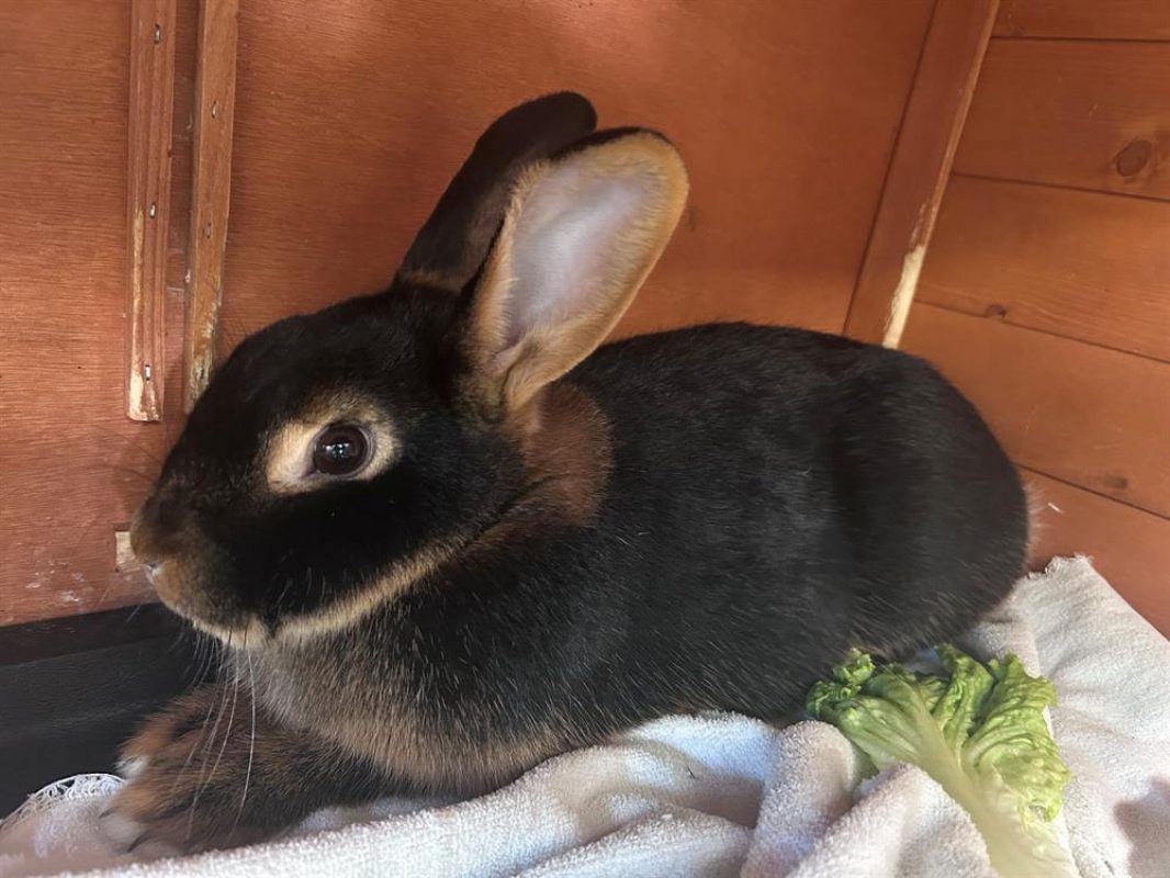 Luna - Rongeur Lapin à adopter - photo 2