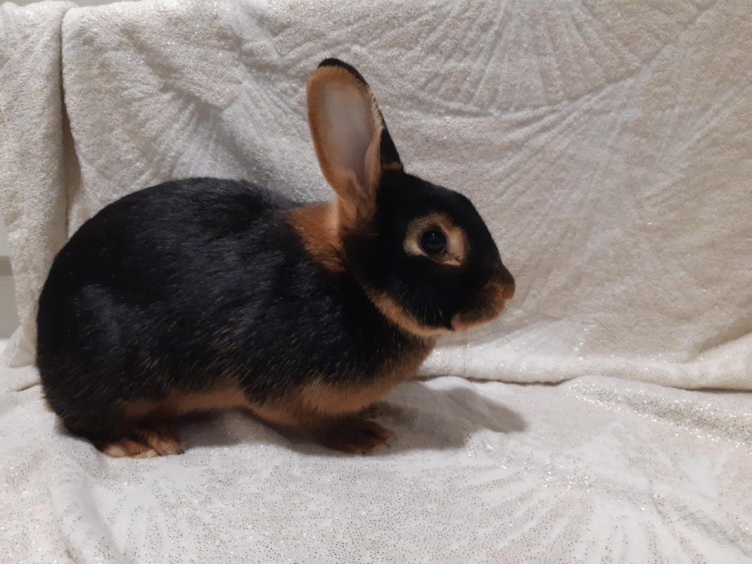 Luna - Rongeur Lapin à adopter - photo 3