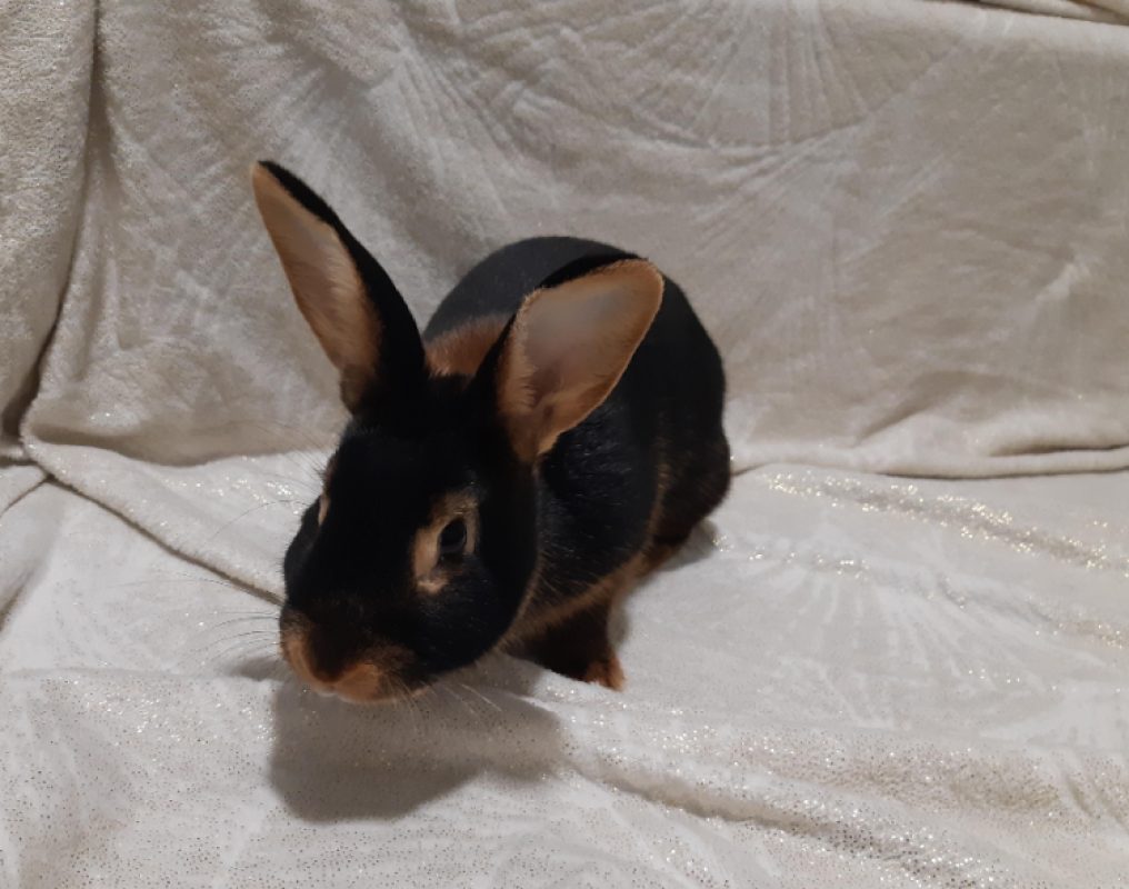 Luna - Rongeur Lapin à adopter - photo 4