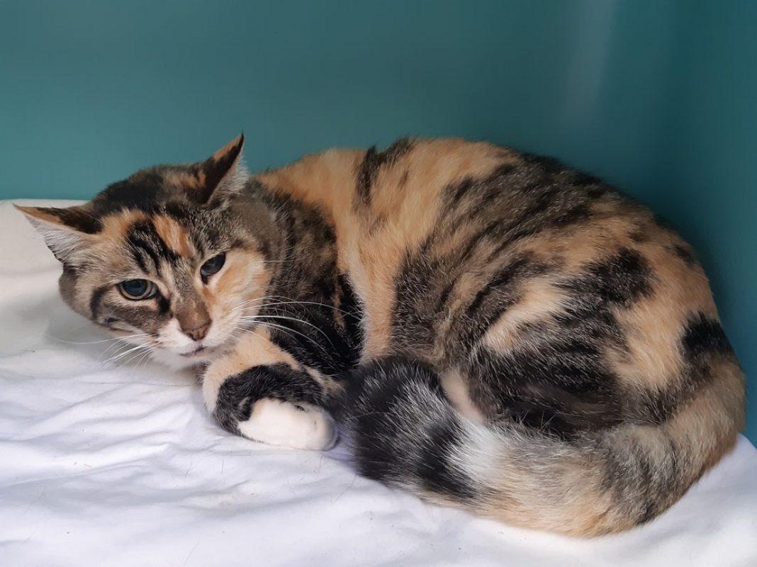 Mydriase - Chat Européen à adopter - photo 2