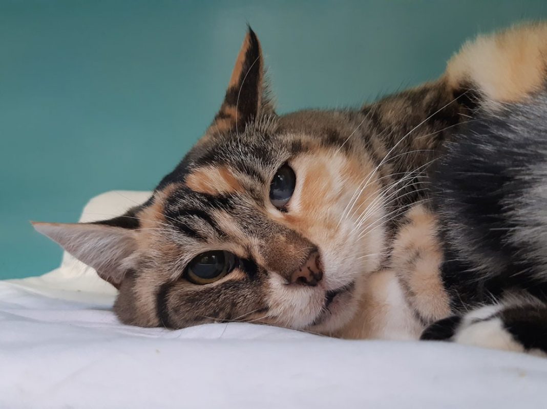 Mydriase - Chat Européen à adopter - photo 3