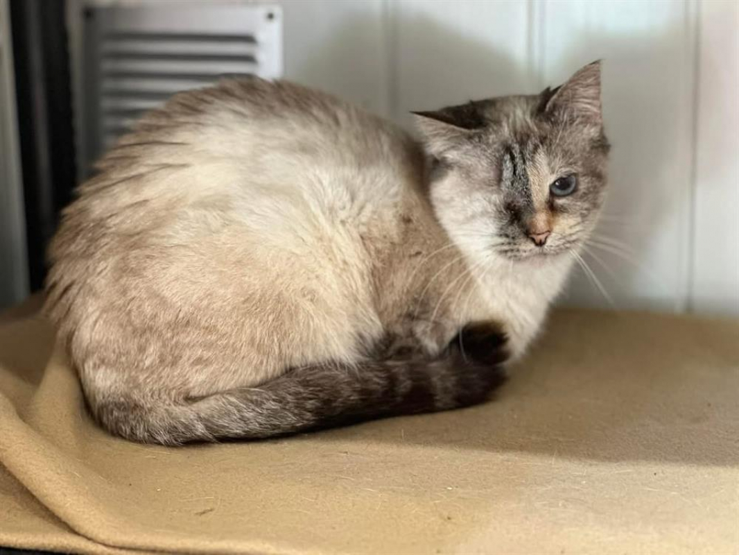 Photo #1 de Cabriole