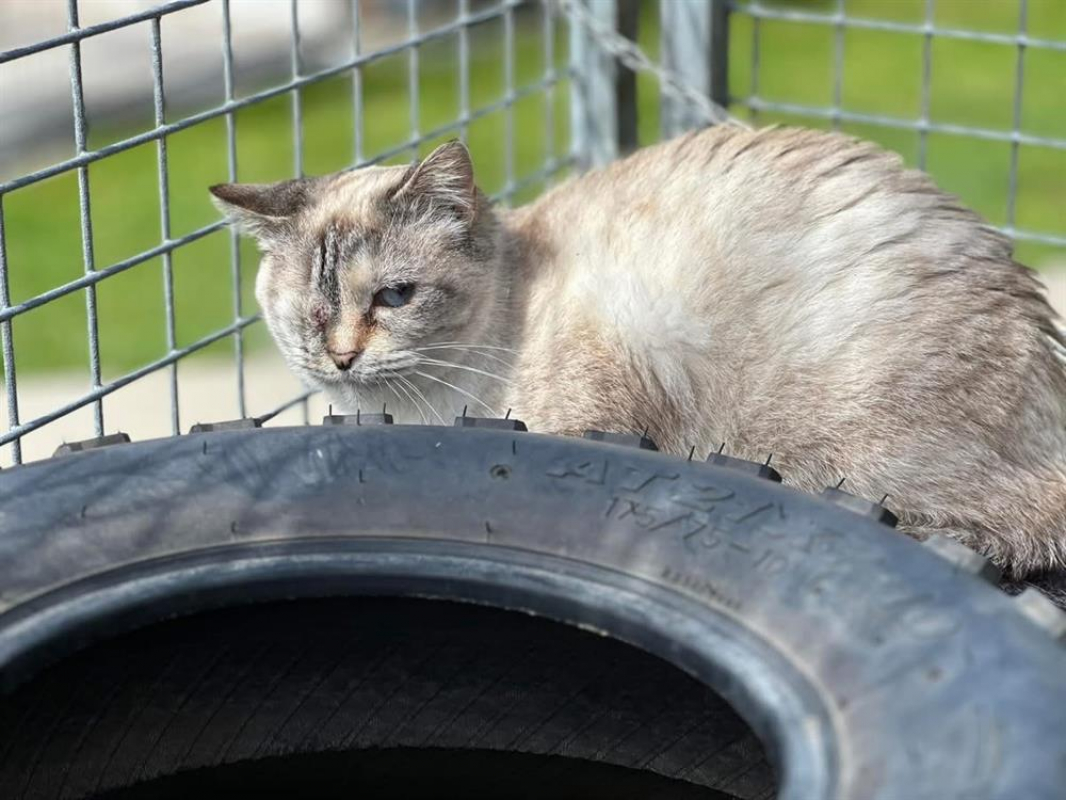 Photo #2 de Cabriole