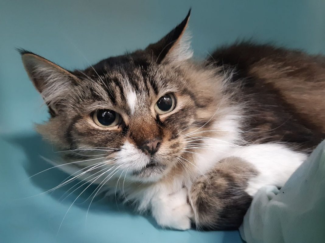 Myriade - Chat Européen à adopter