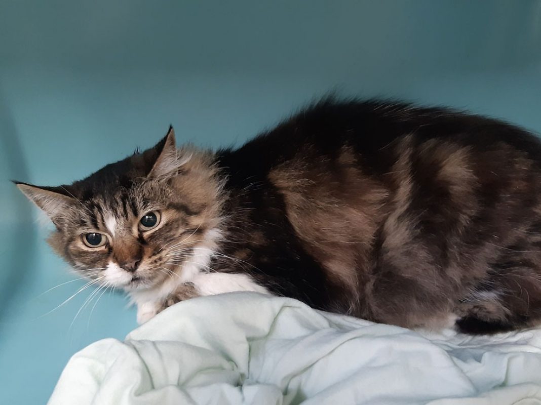 Myriade - Chat Européen à adopter - photo 2