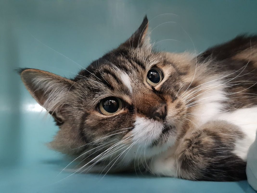 Myriade - Chat Européen à adopter - photo 3