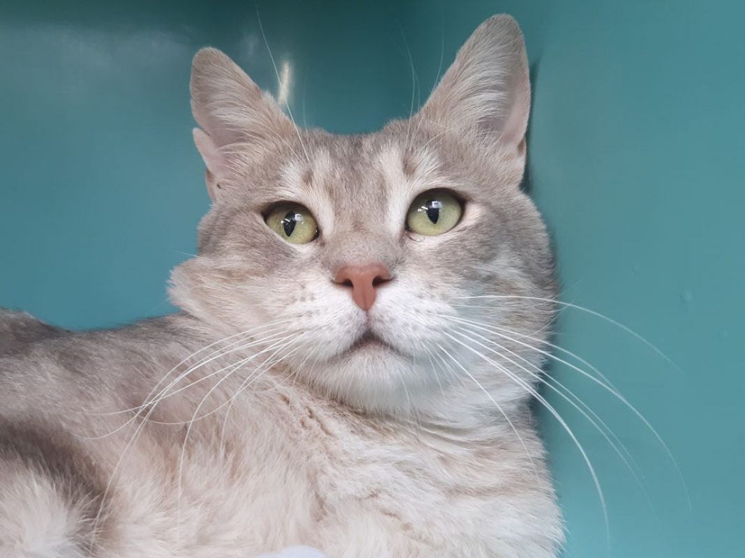 Otus - Chat Européen à adopter