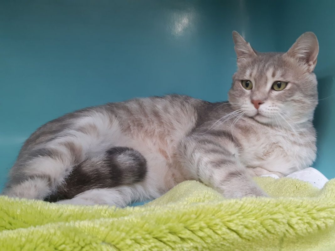 Otus - Chat Européen à adopter - photo 2