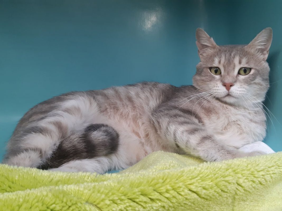 Otus - Chat Européen à adopter - photo 3
