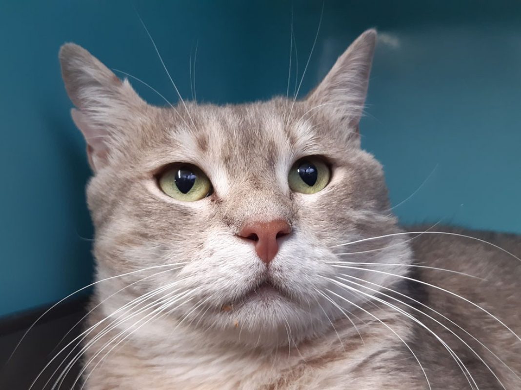 Otus - Chat Européen à adopter - photo 4
