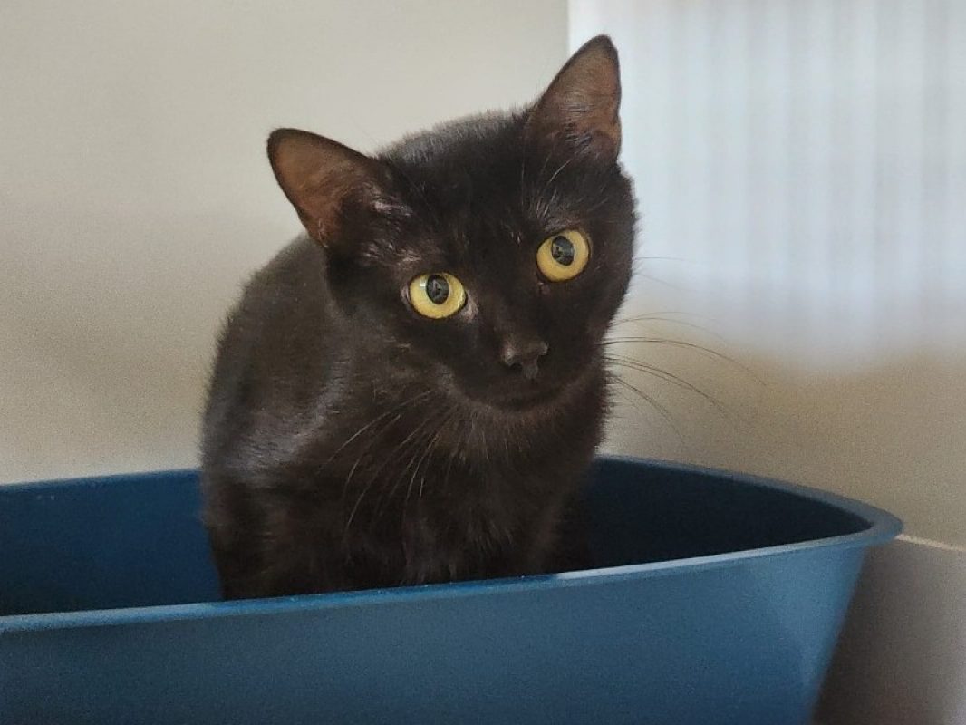 Butter - Chat Européen à adopter