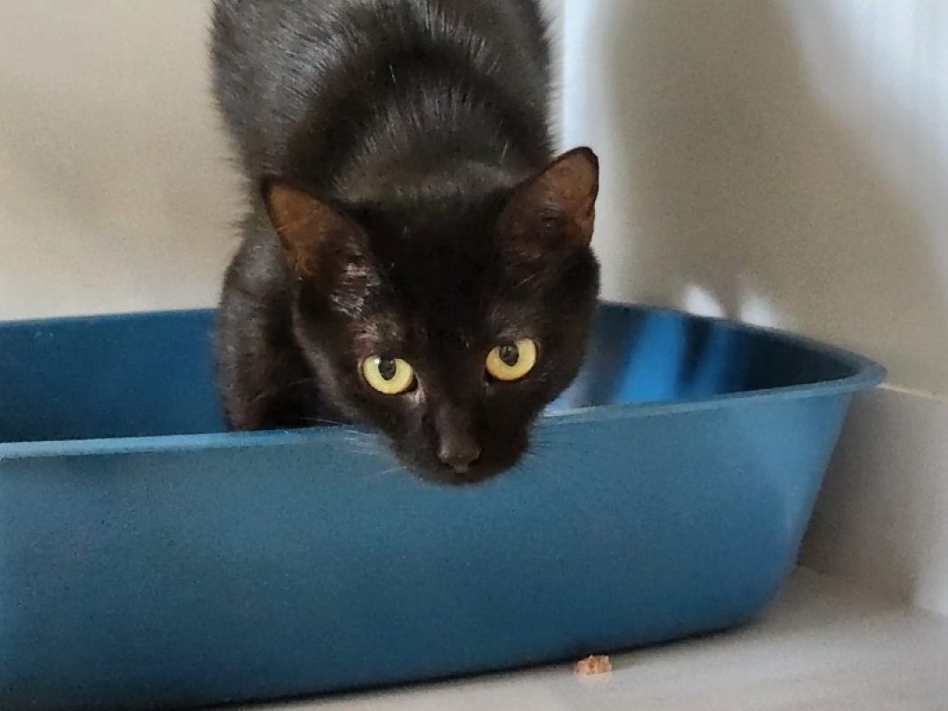 Butter - Chat Européen à adopter - photo 2