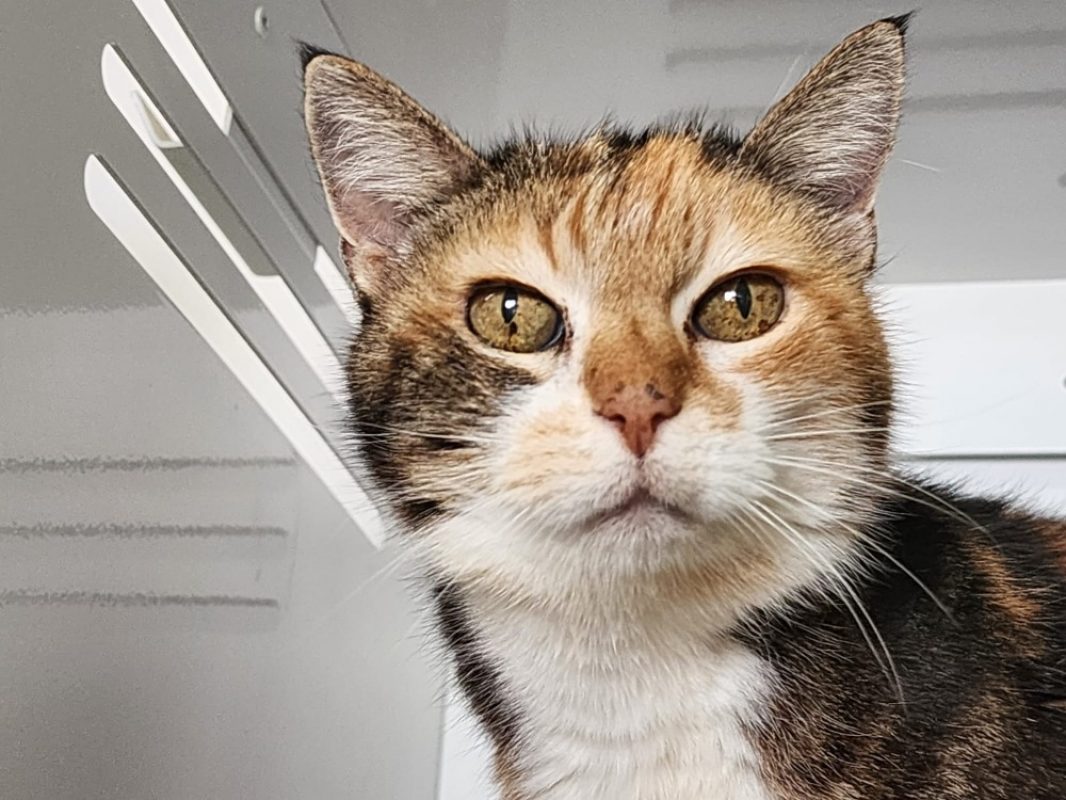 Neyla - Chat Européen à adopter