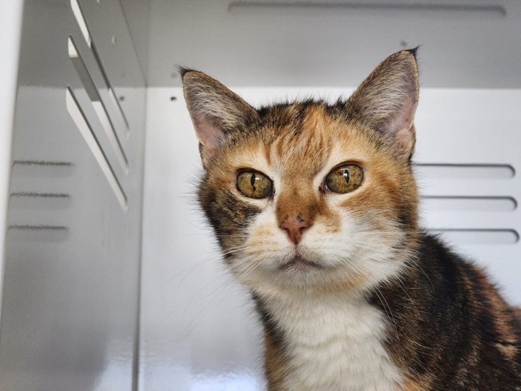 Neyla - Chat Européen à adopter - photo 2