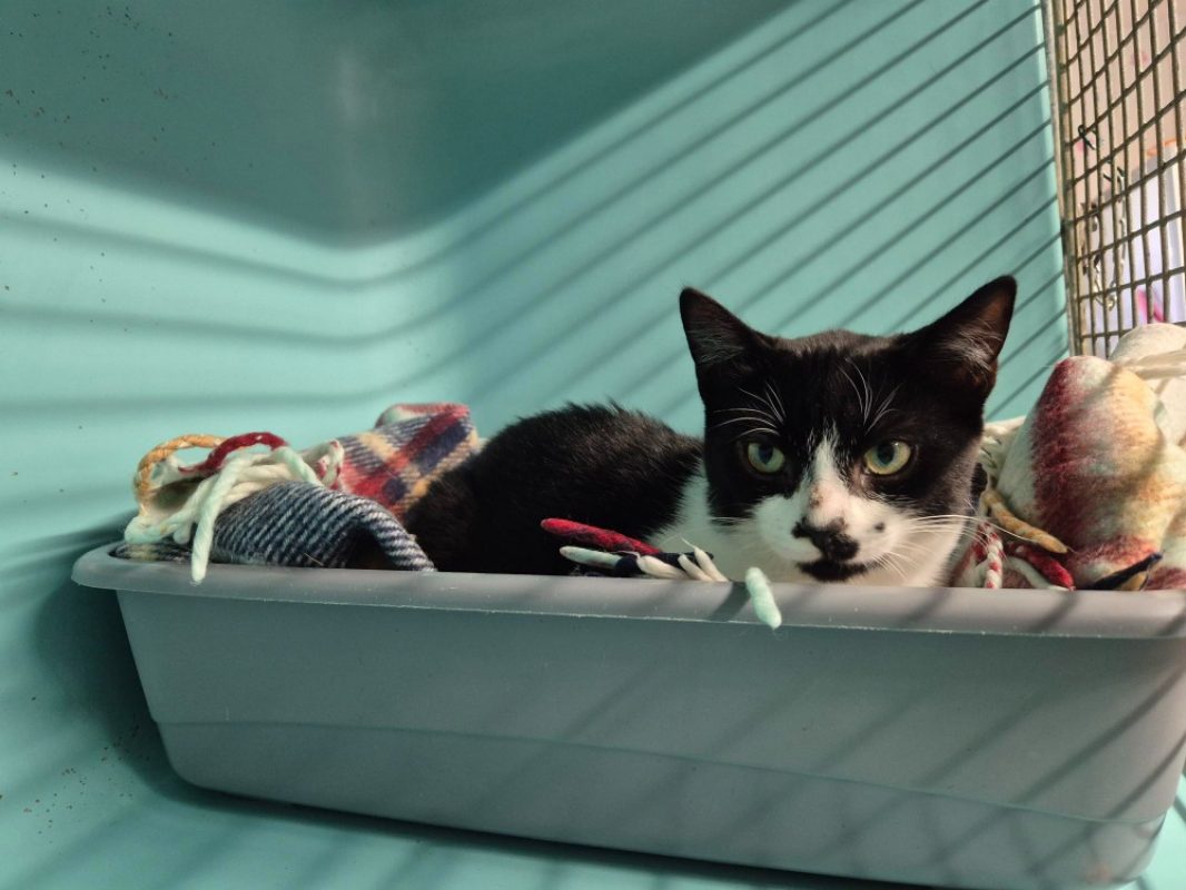 Faust - Chat Européen à adopter