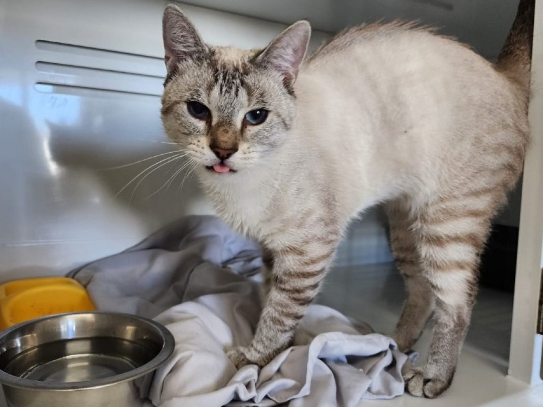 Diamand - Chat Européen à adopter