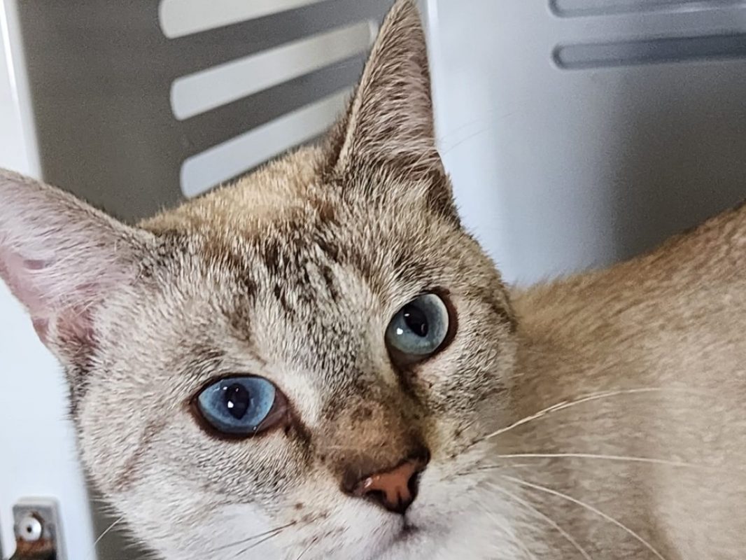 Diamand - Chat Européen à adopter - photo 2