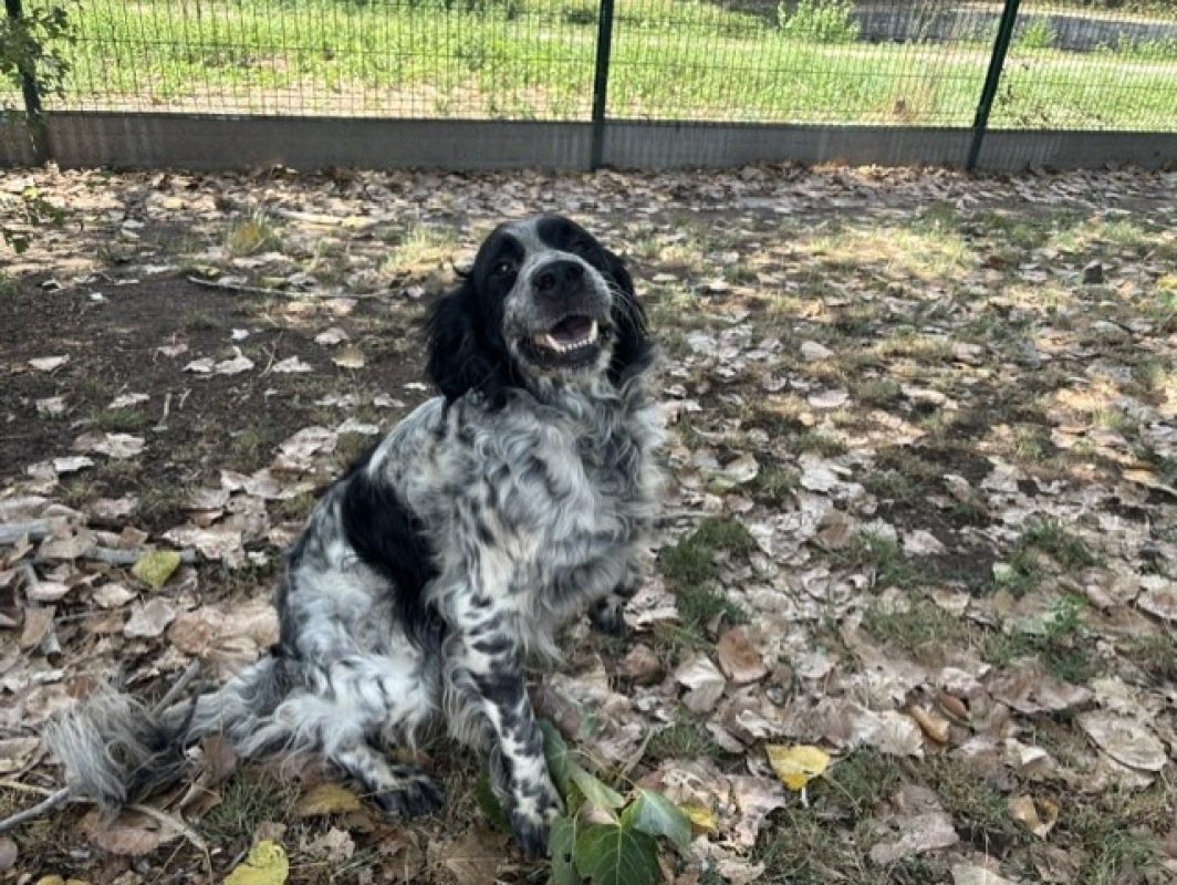 Chase - Chien à adopter