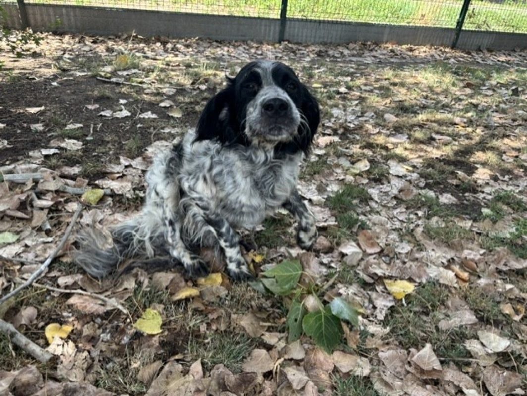 Chase - Chien à adopter - photo 2
