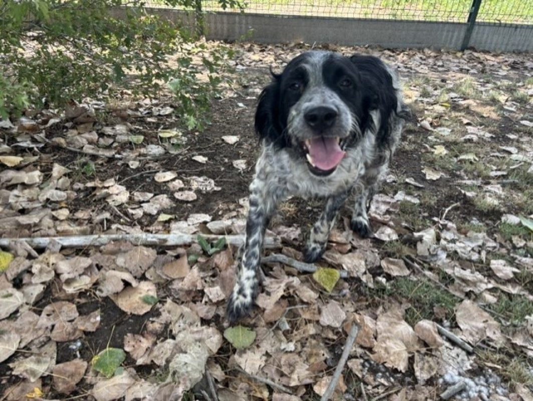 Chase - Chien à adopter - photo 3