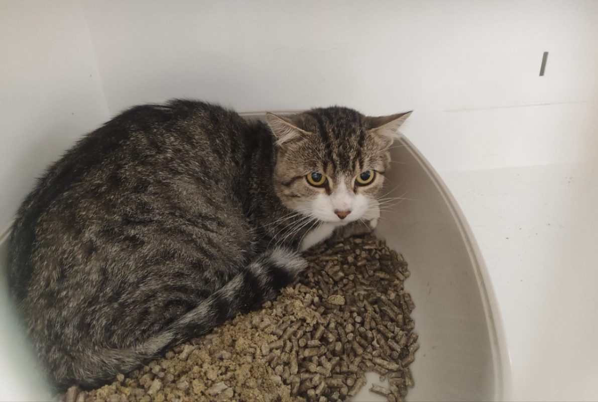 Patou - Chat Européen à adopter