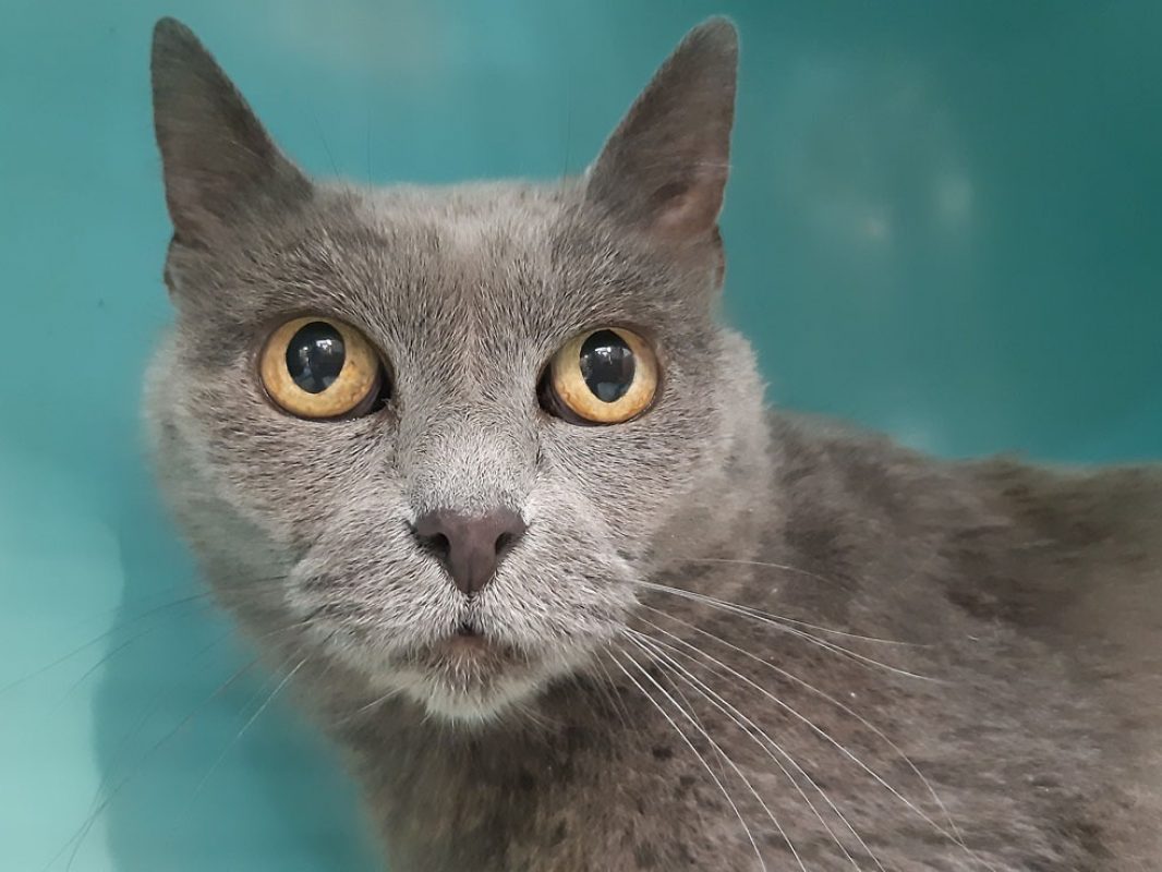 Princesse - Chat Européen à adopter