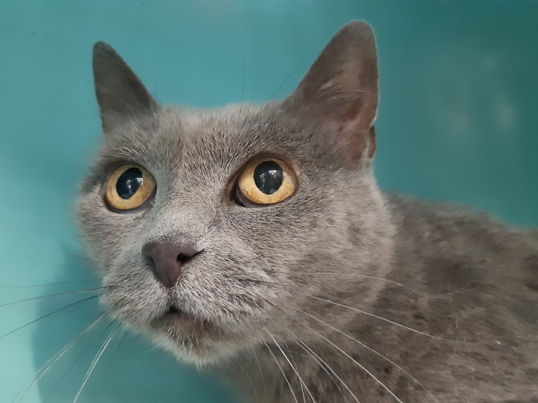 Princesse - Chat Européen à adopter - photo 2