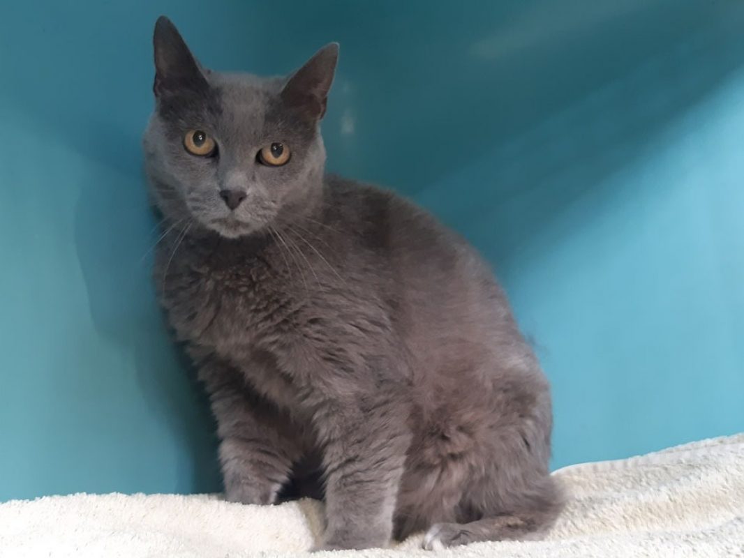 Princesse - Chat Européen à adopter - photo 3