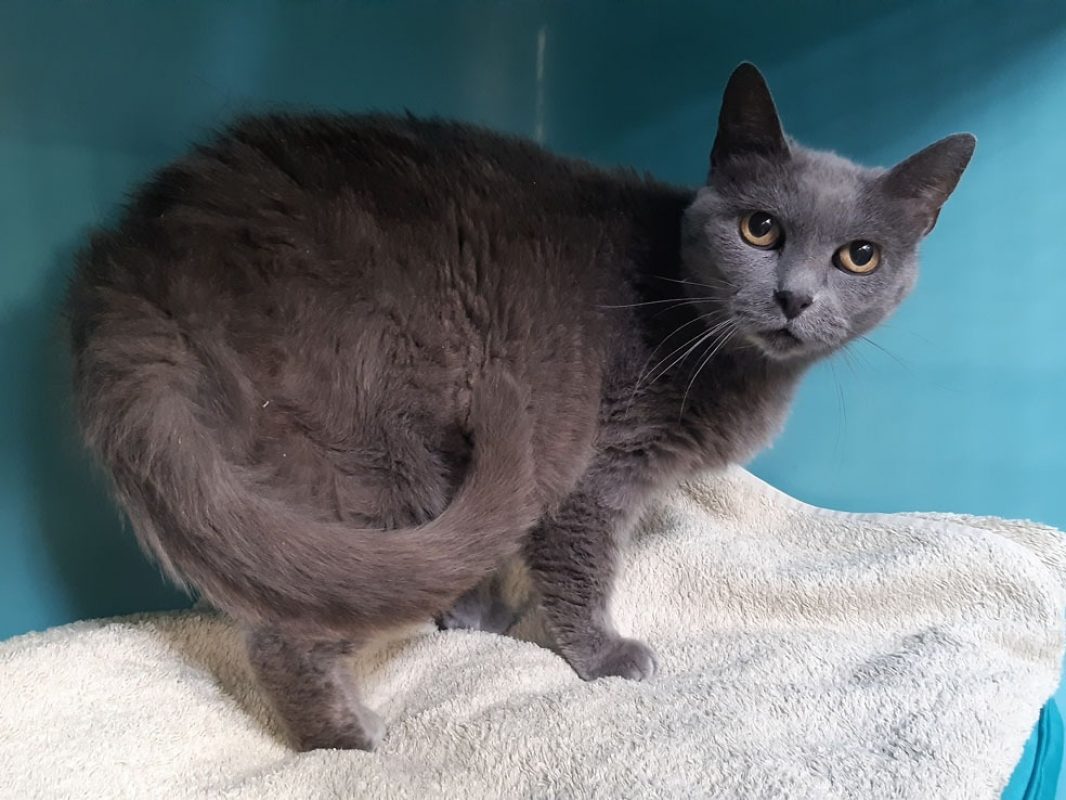 Princesse - Chat Européen à adopter - photo 4