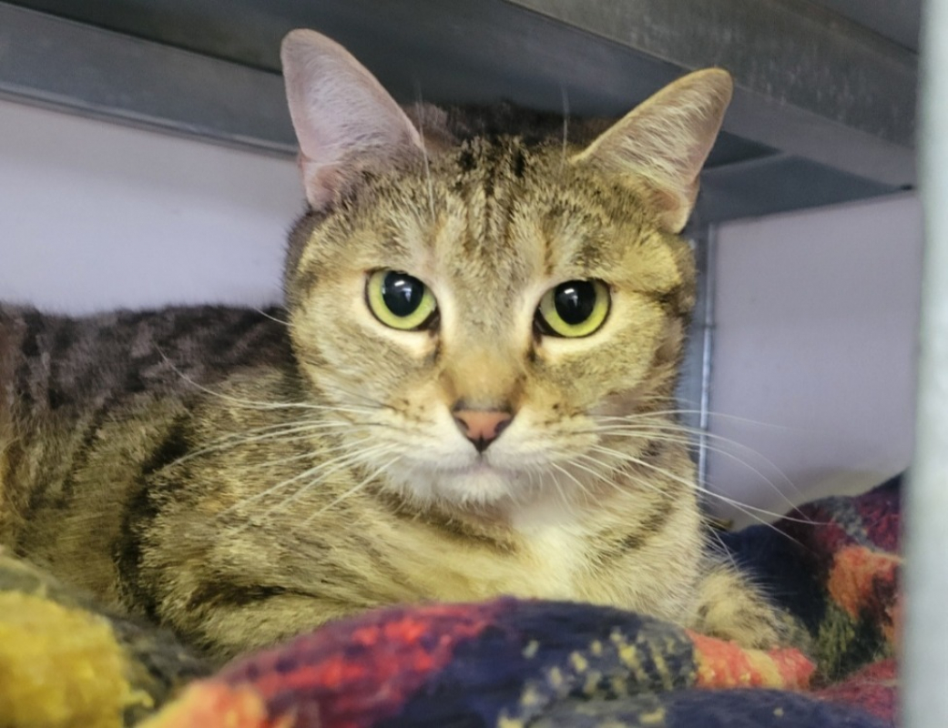 Photo #1 de Mouflette