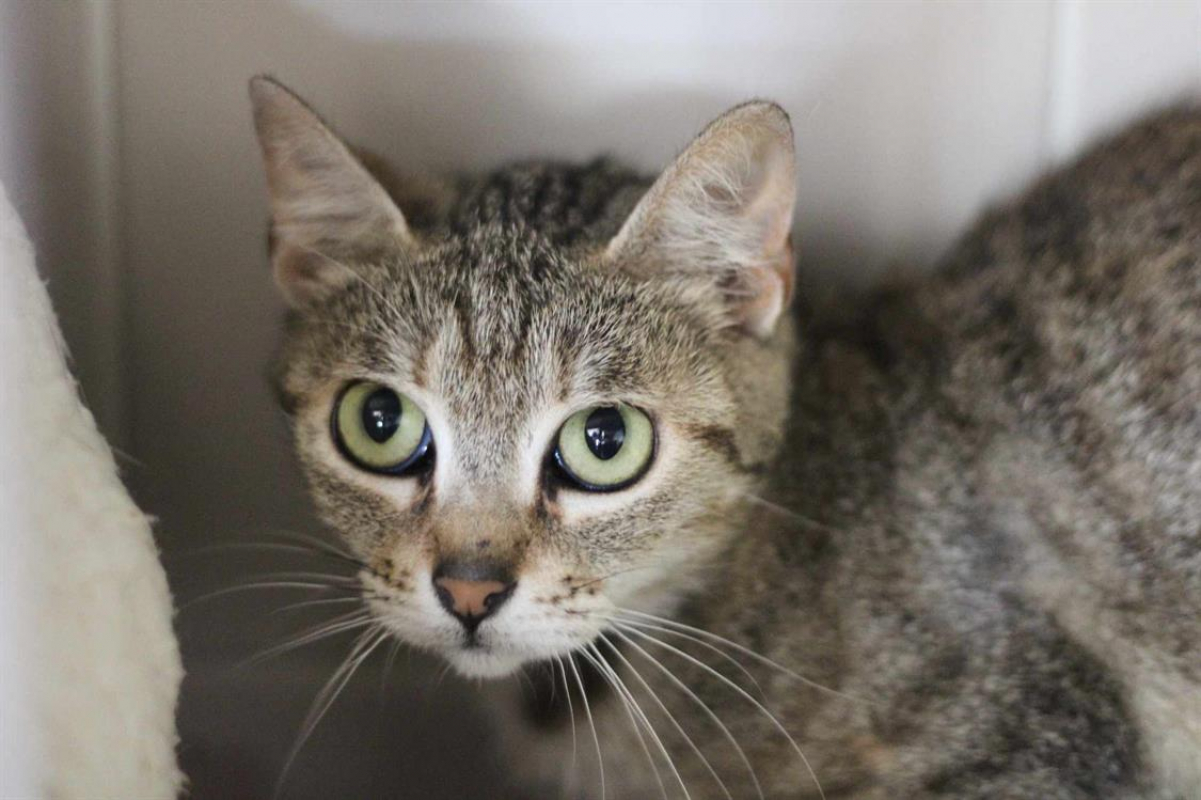 Photo #2 de Mouflette