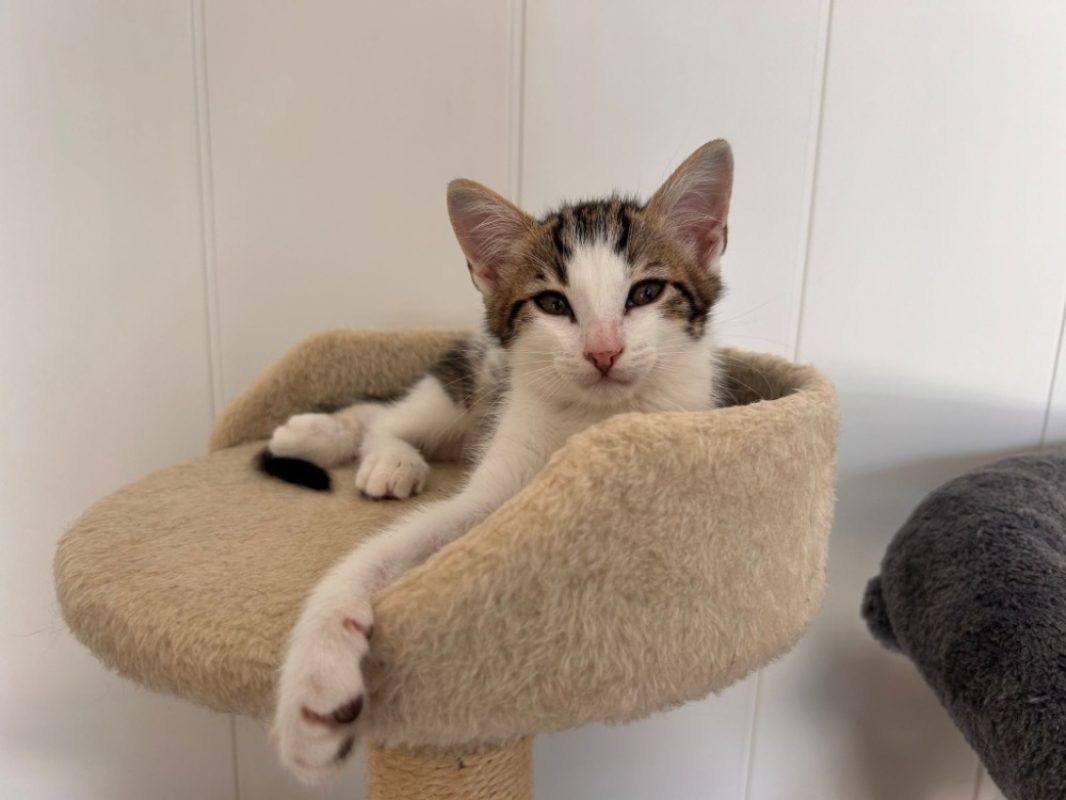Marble - Chat Européen à adopter