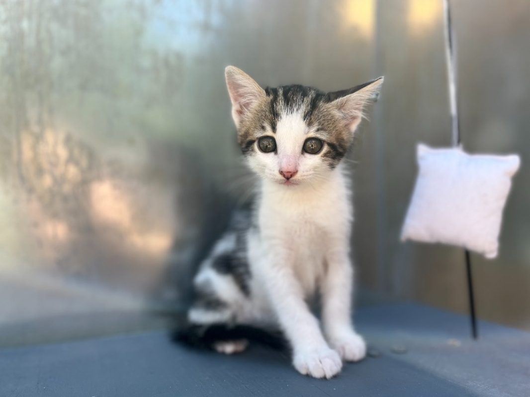 Marble - Chat Européen à adopter - photo 2