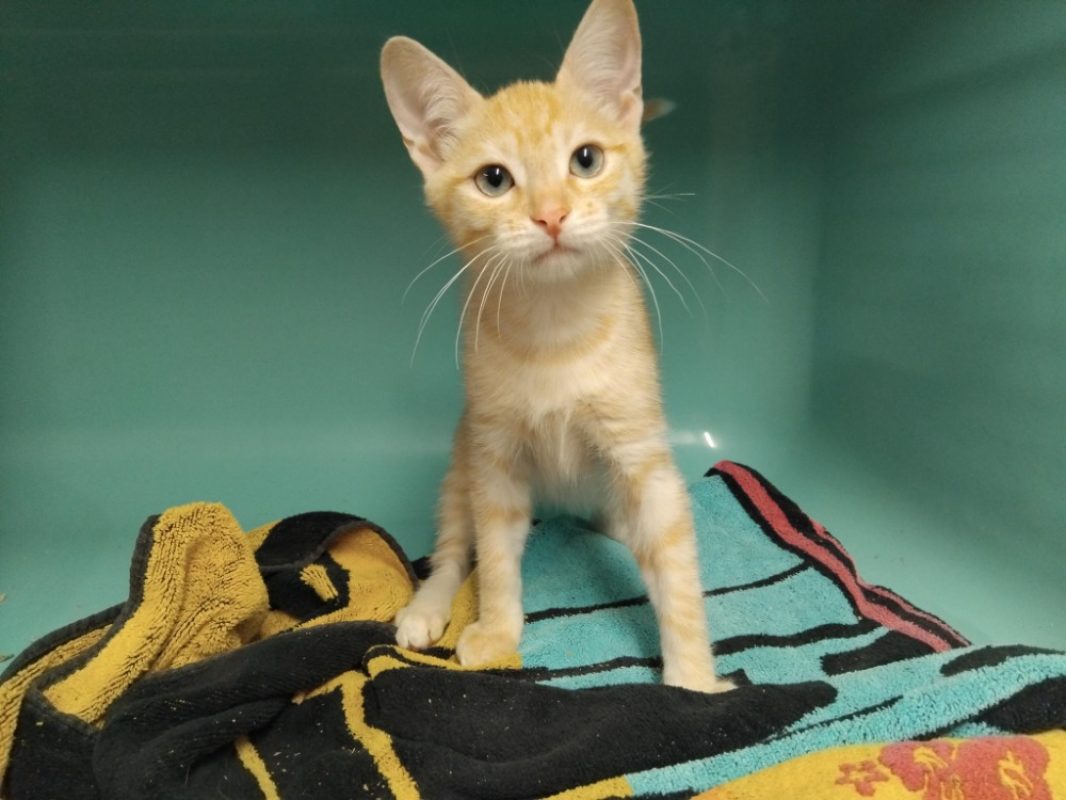 Oberyn - Chat Européen à adopter