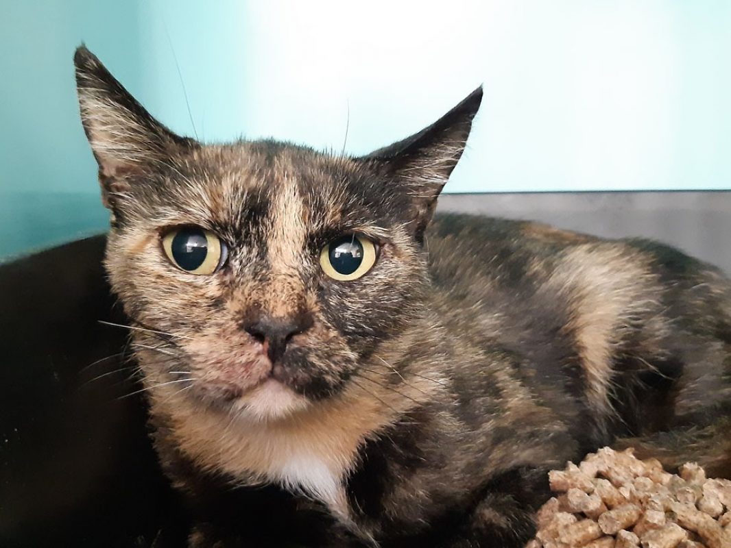 Calypso - Chat Européen à adopter