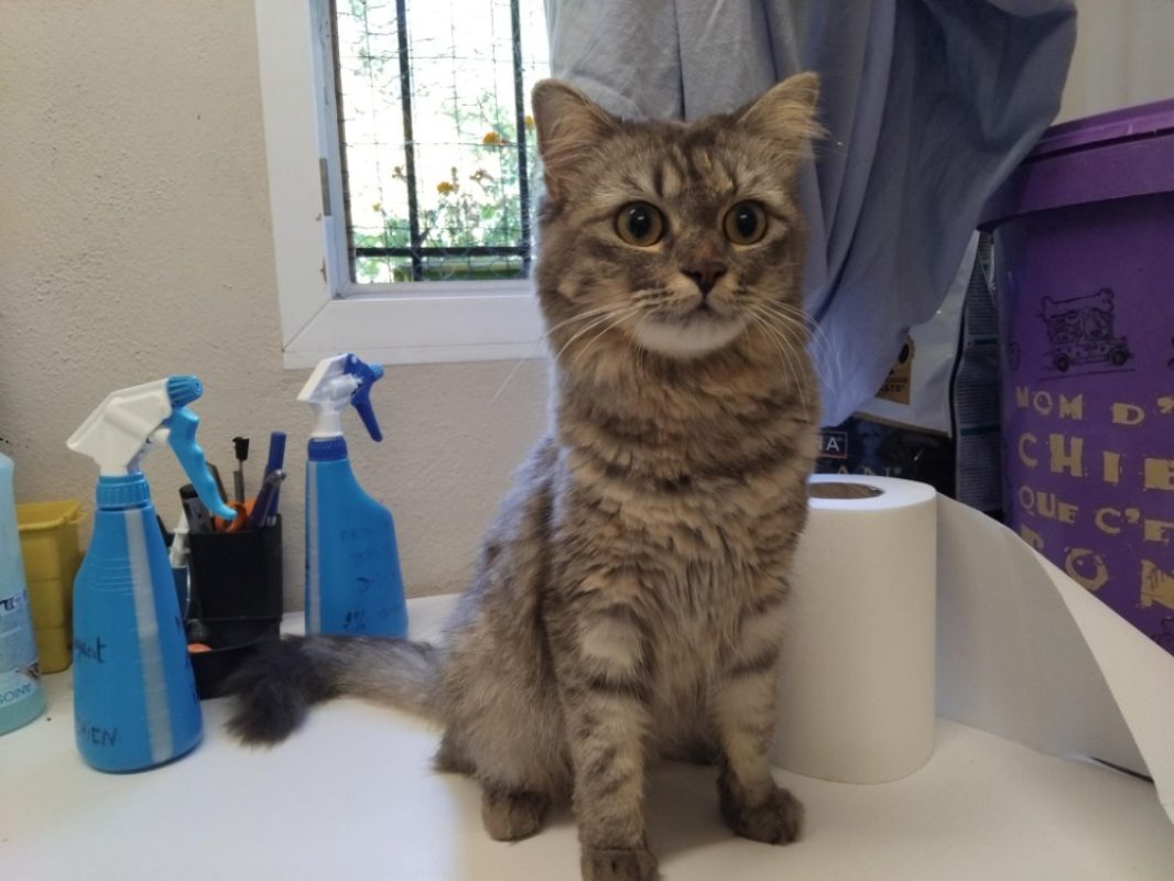 Luna - Chat Européen à adopter