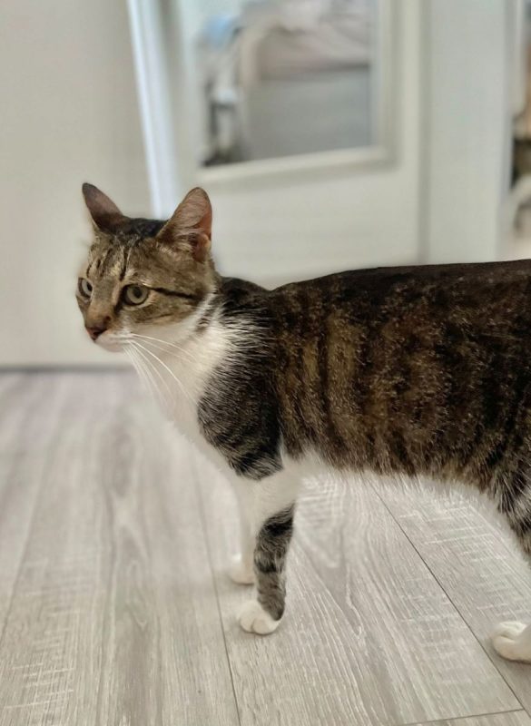 AMANDA - Chat à adopter - photo 4