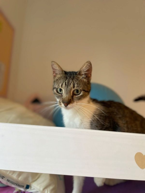 AMANDA - Chat à adopter