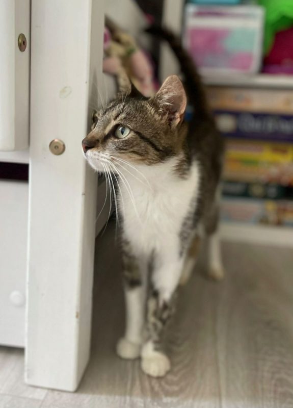 AMANDA - Chat à adopter - photo 5