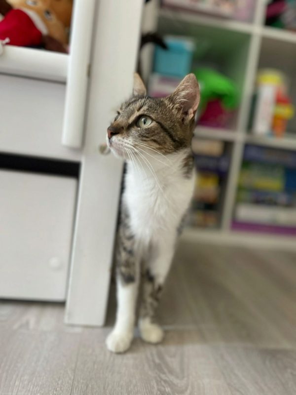 AMANDA - Chat à adopter - photo 2