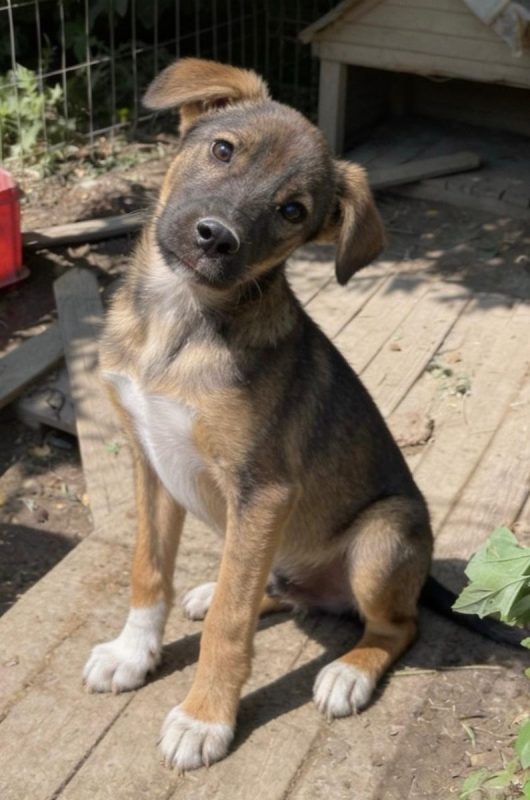BRIO - Chien à adopter