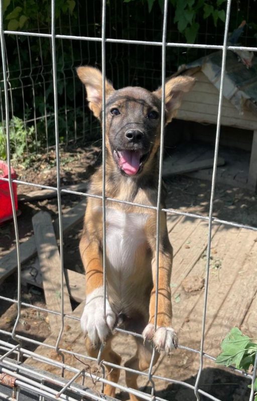 BRIO - Chien à adopter - photo 4